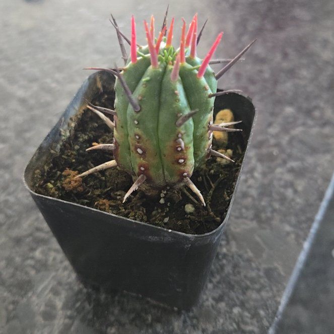 Photo of the plant species Euphorbia ferox by @LegitCowvine named Aria on Greg, the plant care app