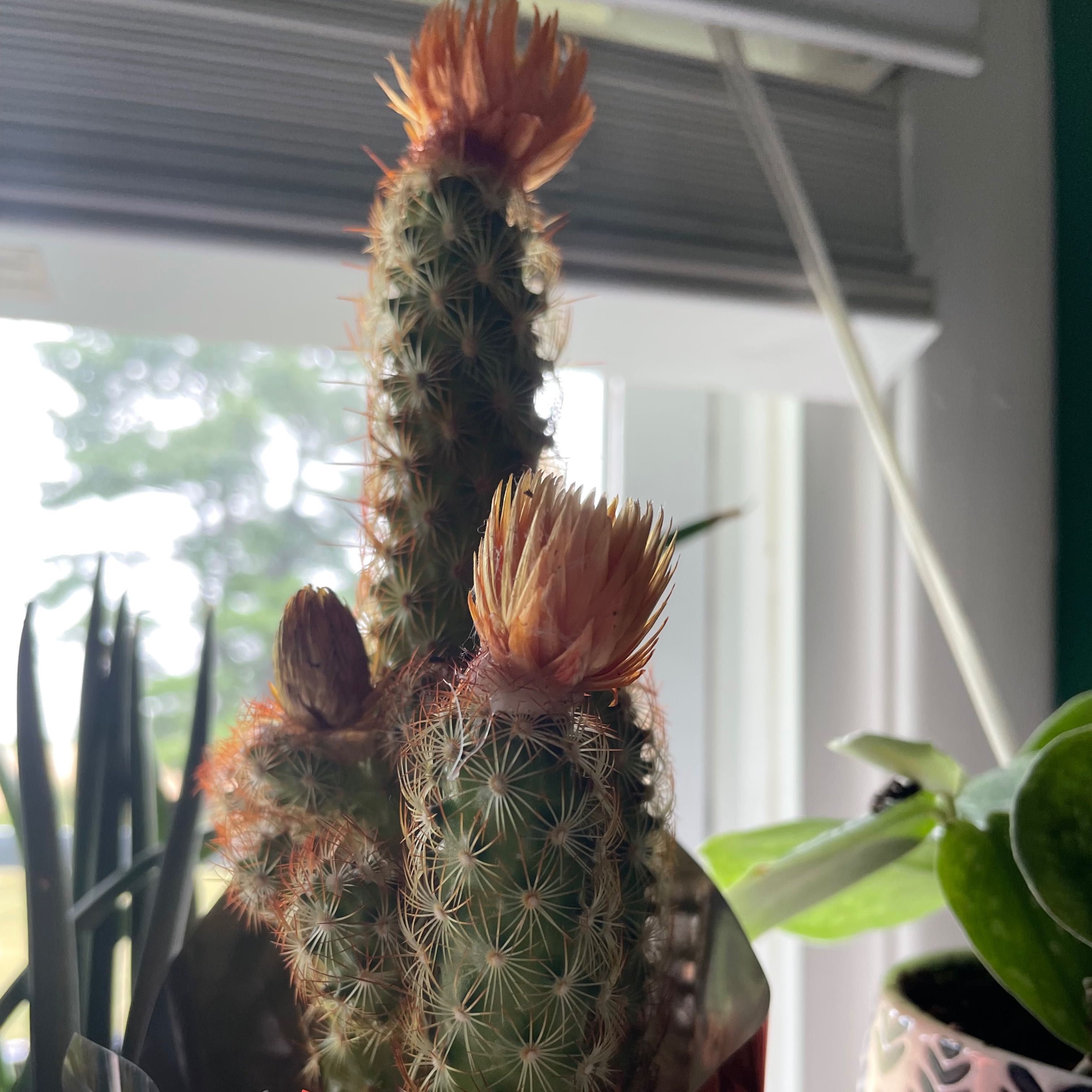 Lady Finger Cactus with blooming flowers, set against a window with other plants in the background.