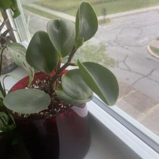 Baby Rubber Plant plant in West Lafayette, Indiana