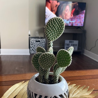 Bunny Ears Cactus plant in West Lafayette, Indiana