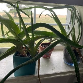 Aloe Vera plant in West Lafayette, Indiana