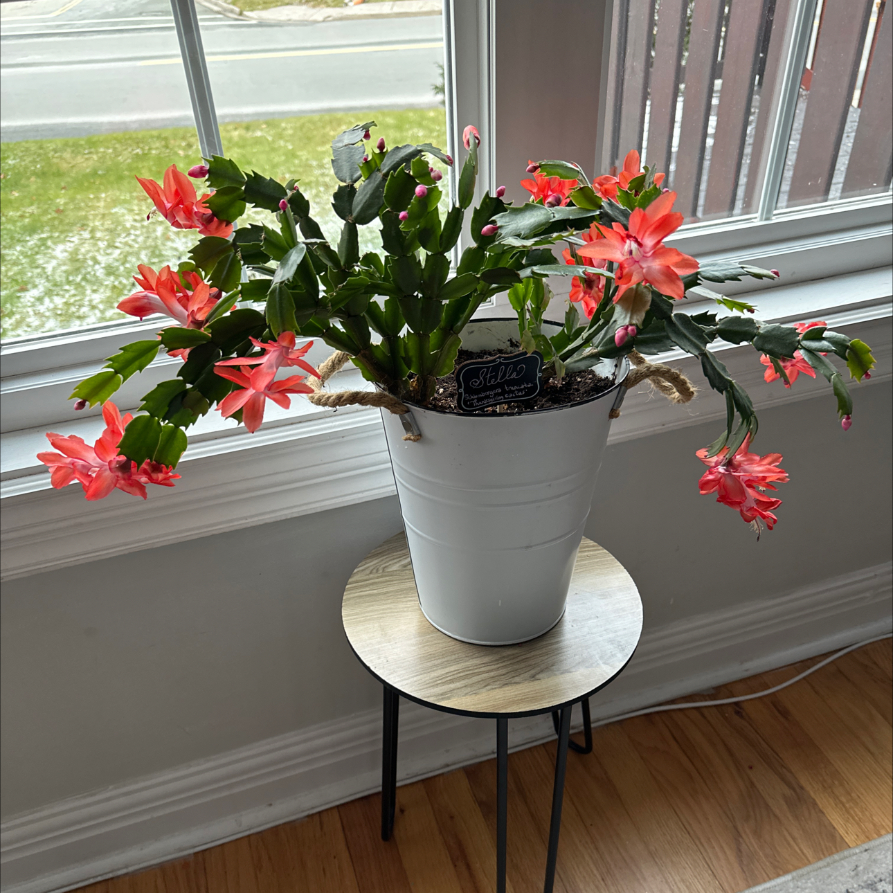 Christmas Cactus in a white pot with red flowers, placed on a small table by a window.