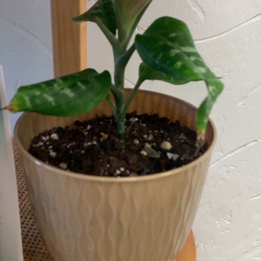 Photo of the plant species Zebra Striped Dragon Tree by @MaximalPinoak named Coco on Greg, the plant care app