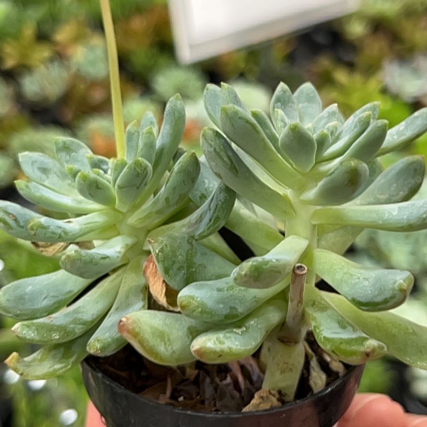 Sedeveria 'Blue Elf' succulent plant with healthy green leaves, held by a hand.