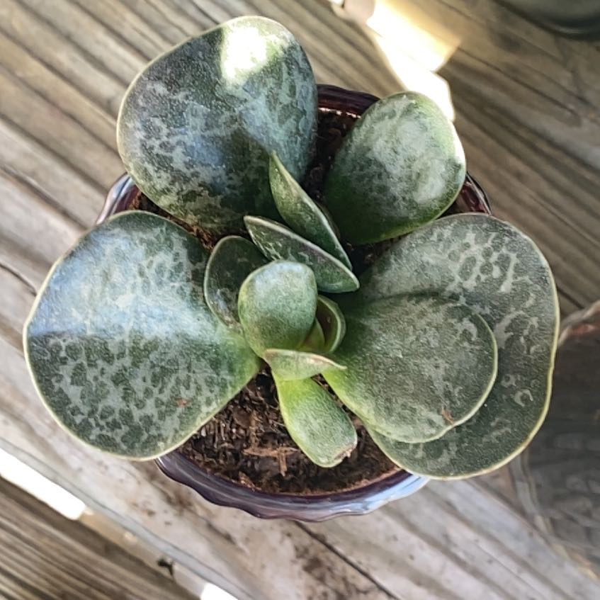 Photo of the plant species 'Calico Hearts Plant' by @WondrousPapaya named Lavender on Greg, the plant care app