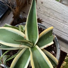 Photo of the plant species Agave guiengola 'Creme Brulee' by @WondrousPapaya named Nemo on Greg, the plant care app