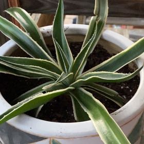 Photo of the plant species Mangave 'Navajo Princess' by @WondrousPapaya named Zion on Greg, the plant care app