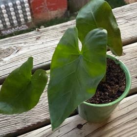 Photo of the plant species Elephant ear by @WondrousPapaya named Miley on Greg, the plant care app
