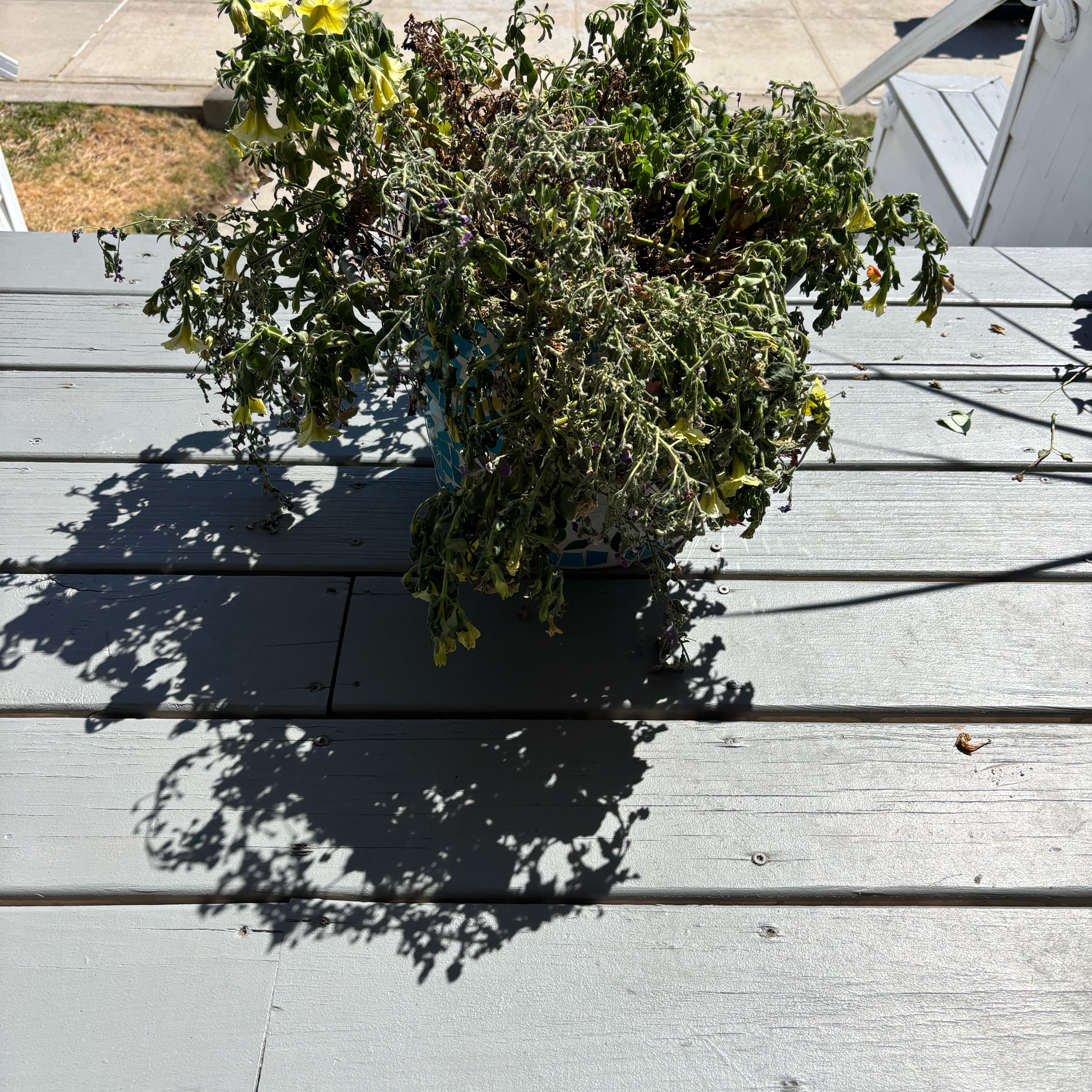 Photo of the plant species petunia by @FunSicklefern named James Dean on Greg, the plant care app