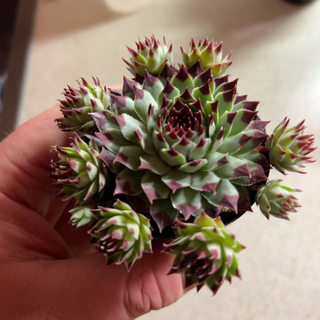 Healthy Sempervivum calcareum plant with green leaves and red tips, held in hand.