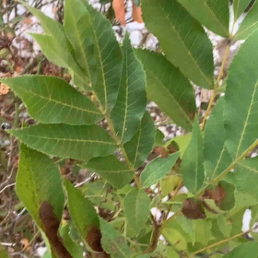Photo of the plant species Black Hickory by @ZealRaspberry named Anne on Greg, the plant care app