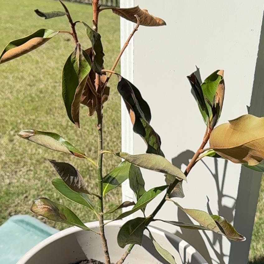 Photo of the plant species Little Gem Magnolia by Meredith named Sgt. Turkey on Greg, the plant care app