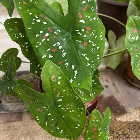 Photo of the plant species Caladium bicolor 'Freckles' by @VocalRedclover named Lilo on Greg, the plant care app