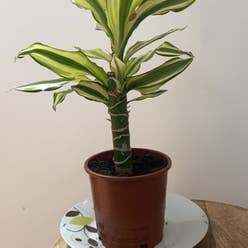Dracaena 'Sted Sol Cane' plant