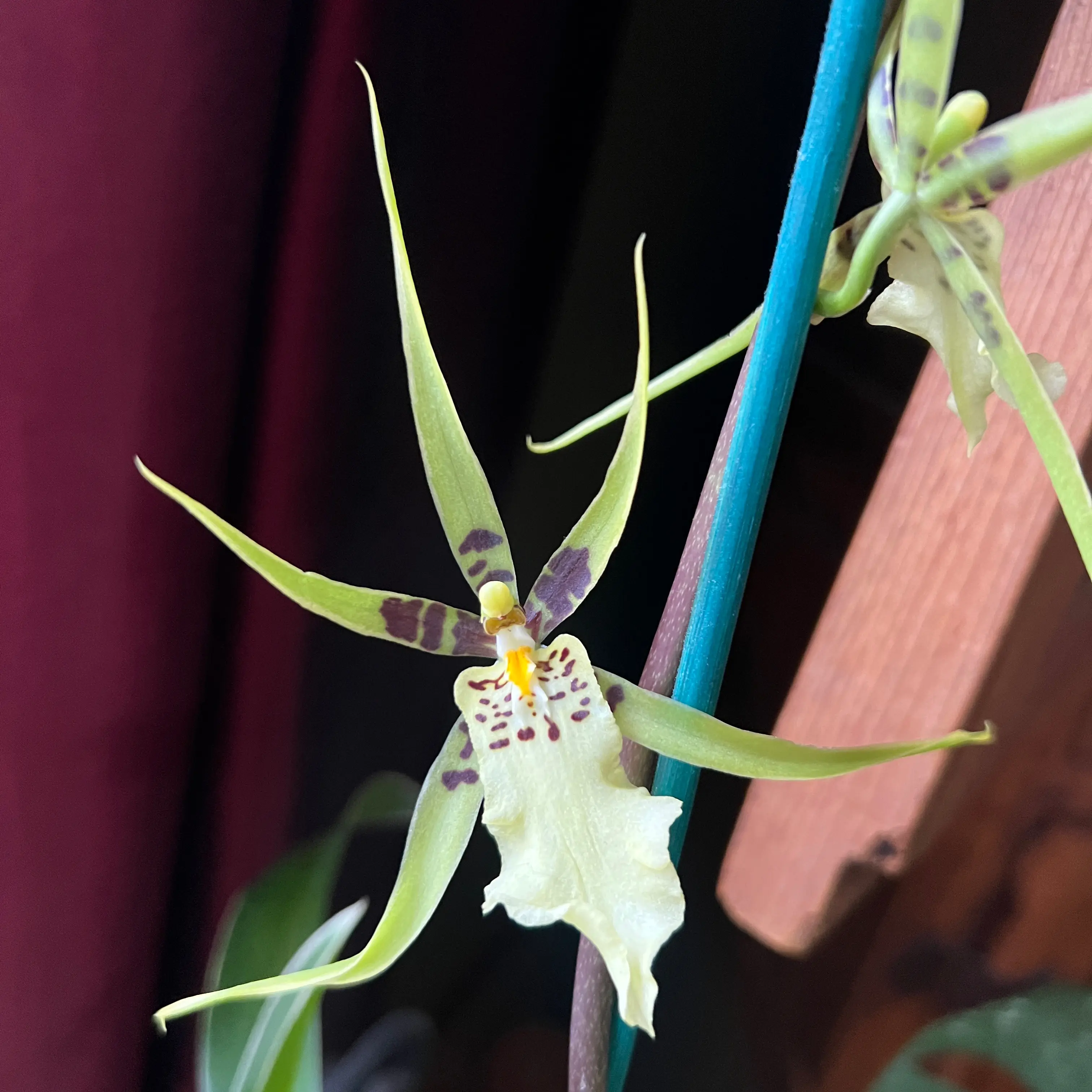 Photo of the plant species Spider orchid by @MamaAuntCa named da Vinci on Greg, the plant care app