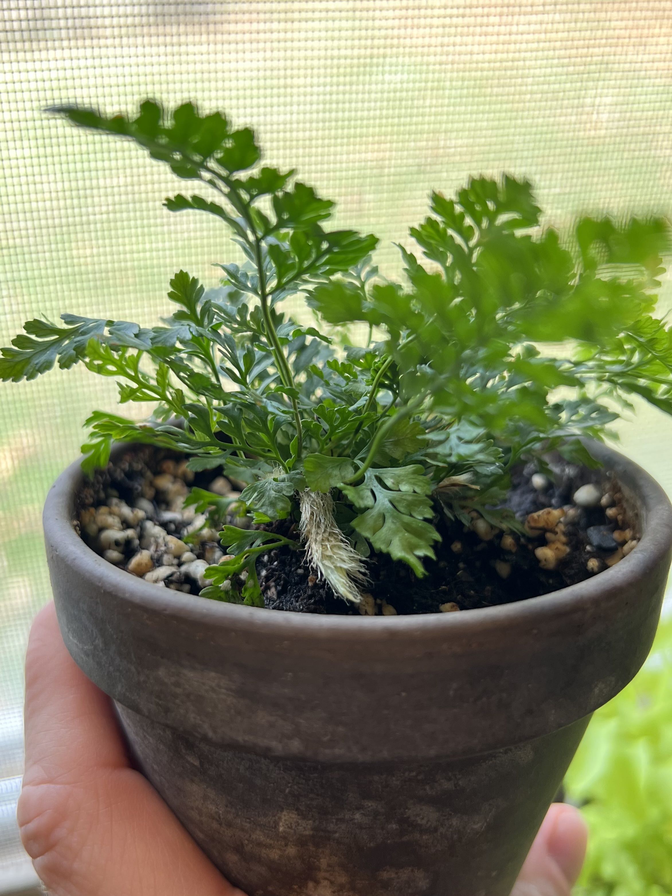 Black Rabbit's Foot Fern Plant Care: Water, Light, Nutrients | Greg App 🌱