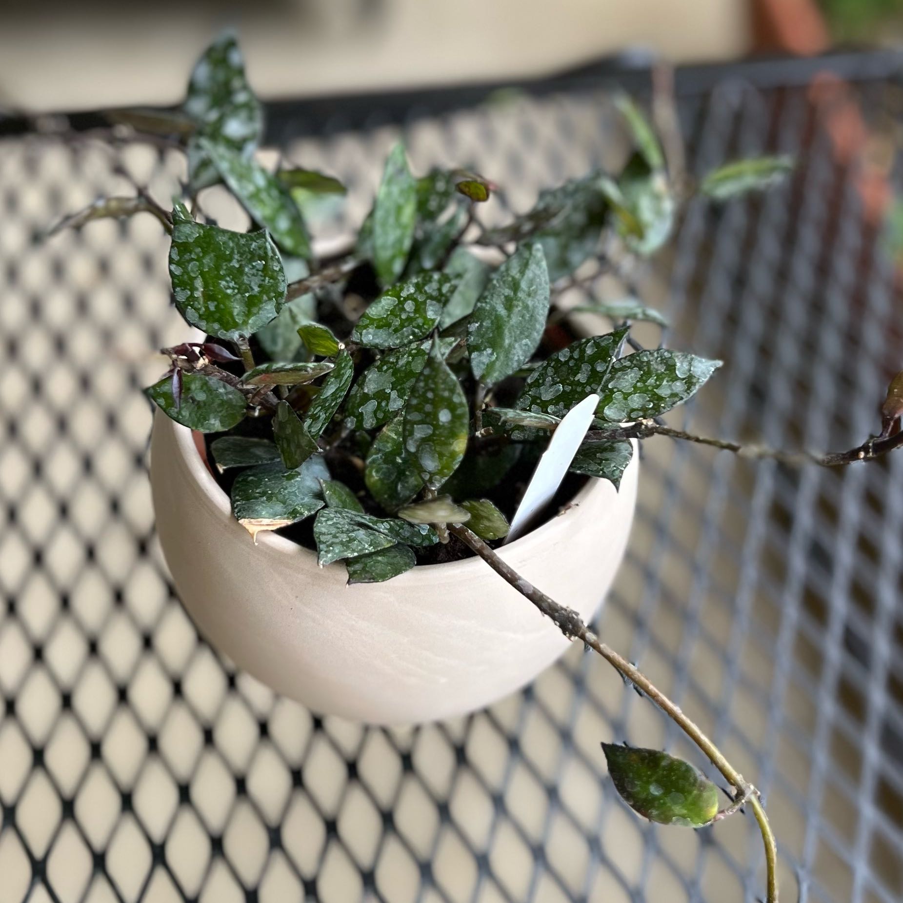 Potted Hoya krohniana black plant with dark green leaves and white speckles.