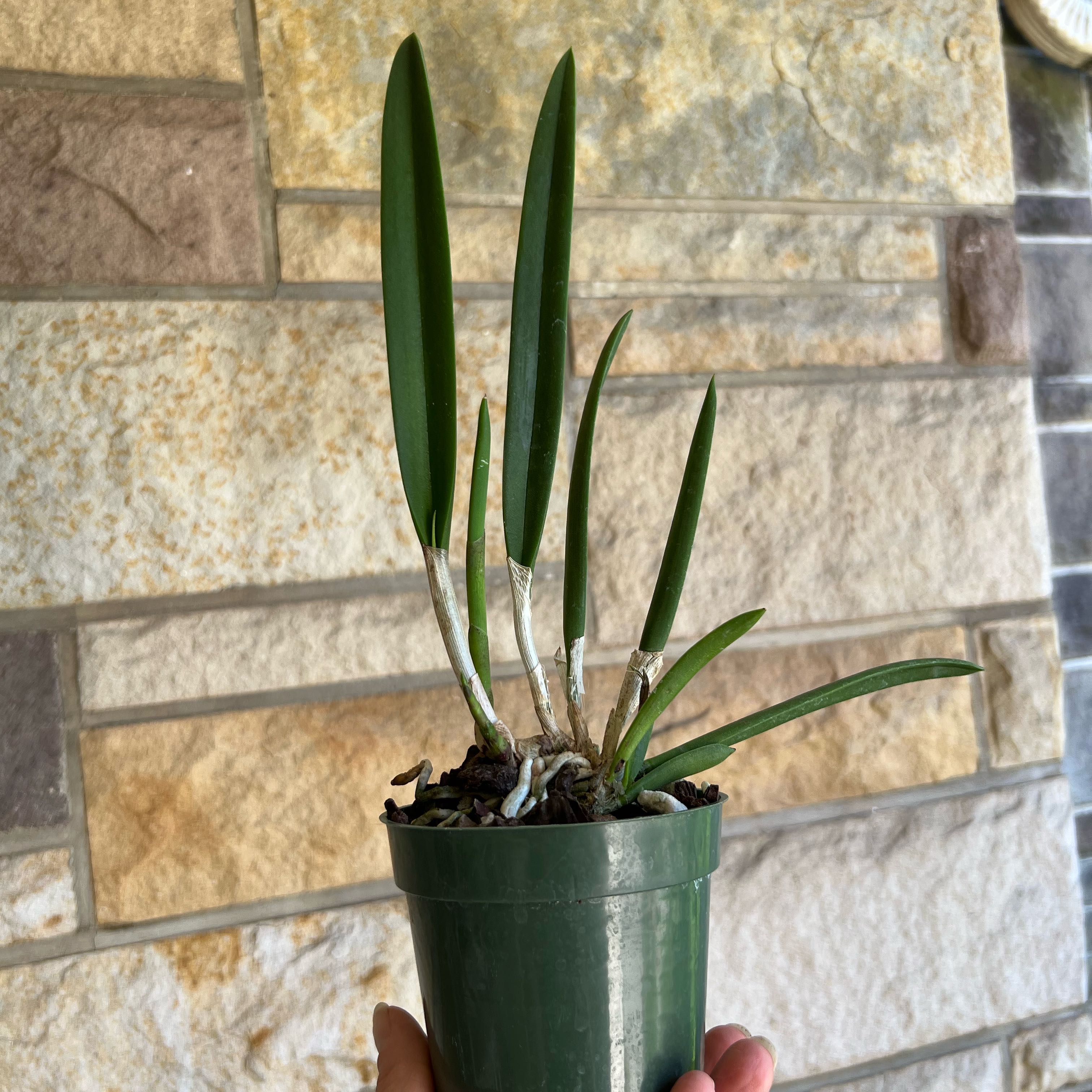 Plant care for Brassolaelia Clio on Greg, the plant care app