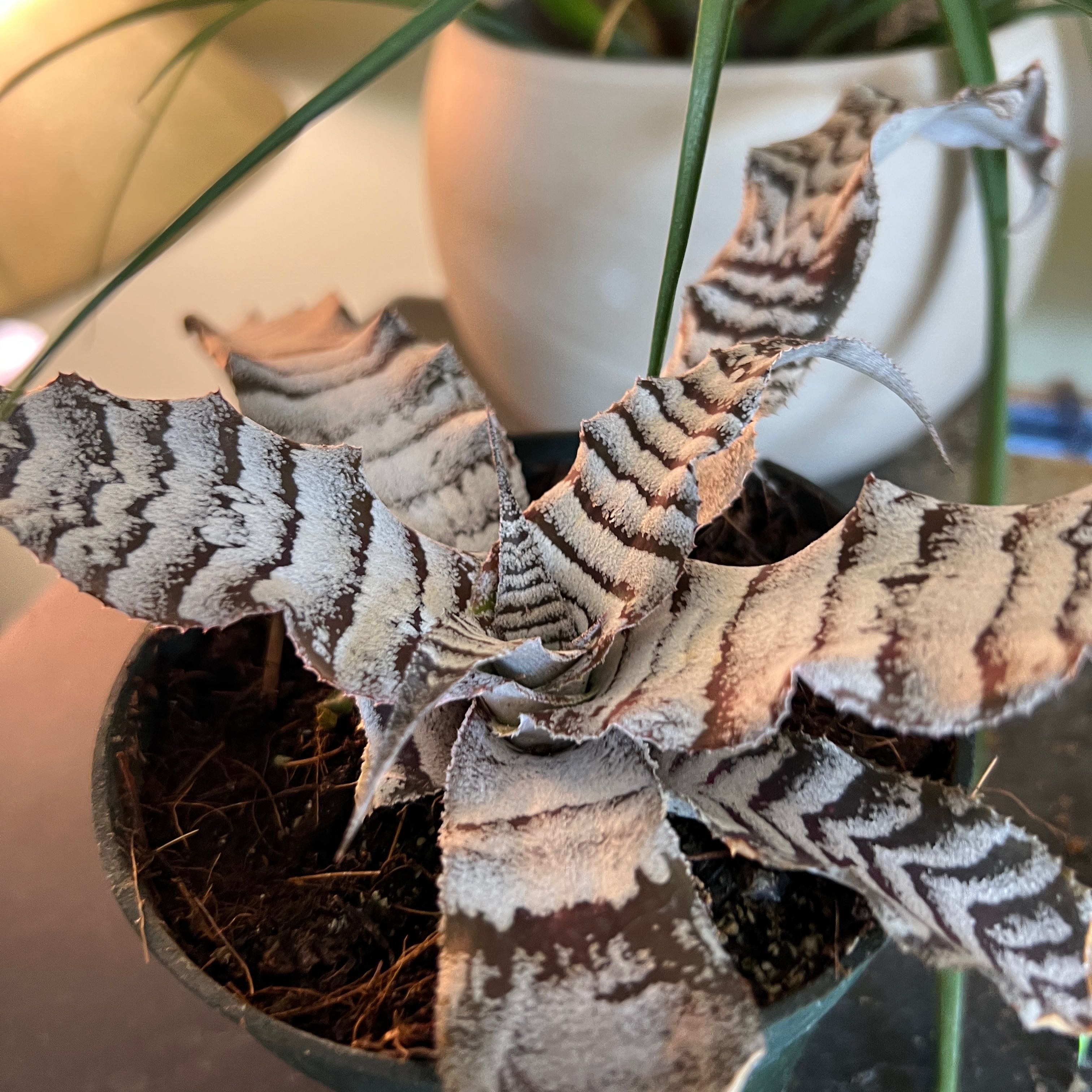Photo of the plant species Bromeliad by @MamaAuntCa named Kobe on Greg, the plant care app