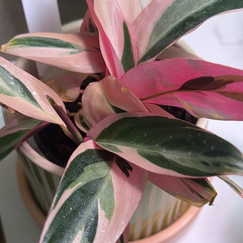 Photo of the plant species Stromanthe Triostar by @MamaAuntCa named Naomi on Greg, the plant care app