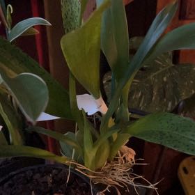Photo of the plant species Oncidium sharry baby 'Sweet Fragrance' by @MamaAuntCa named Sherry on Greg, the plant care app