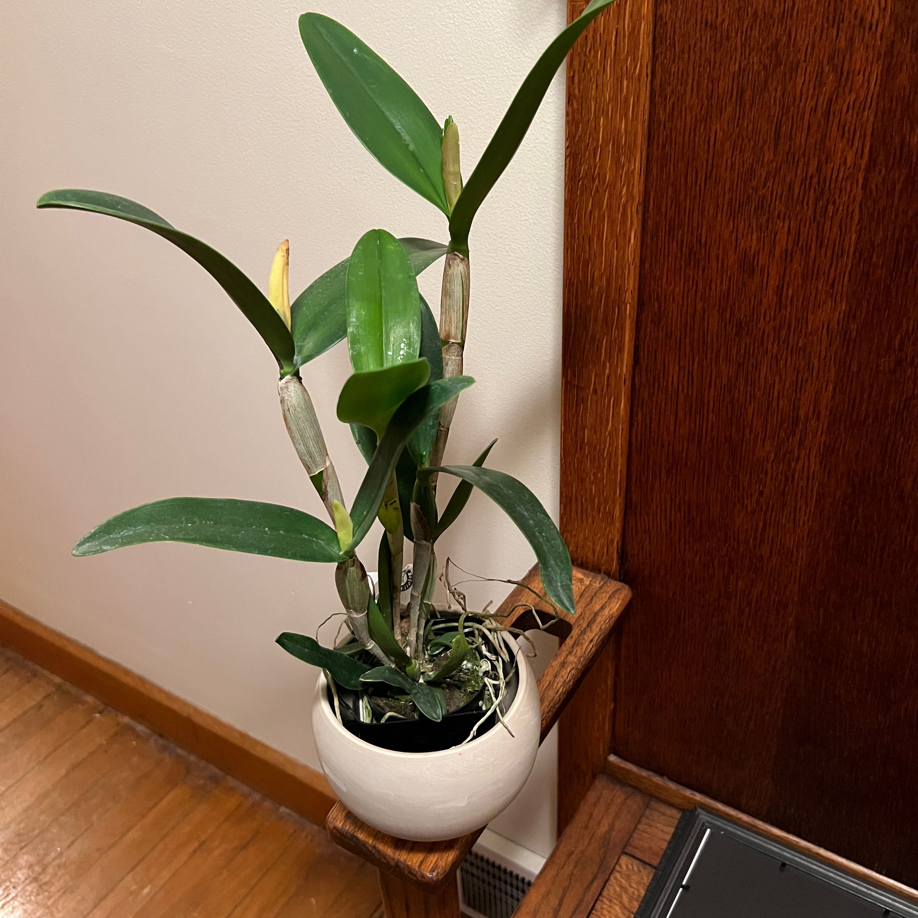 Photo of the plant species Guarianthe aurantiaca by @MamaAuntCa named Cattleya aurantiaca ‘Mangold’ x sib on Greg, the plant care app