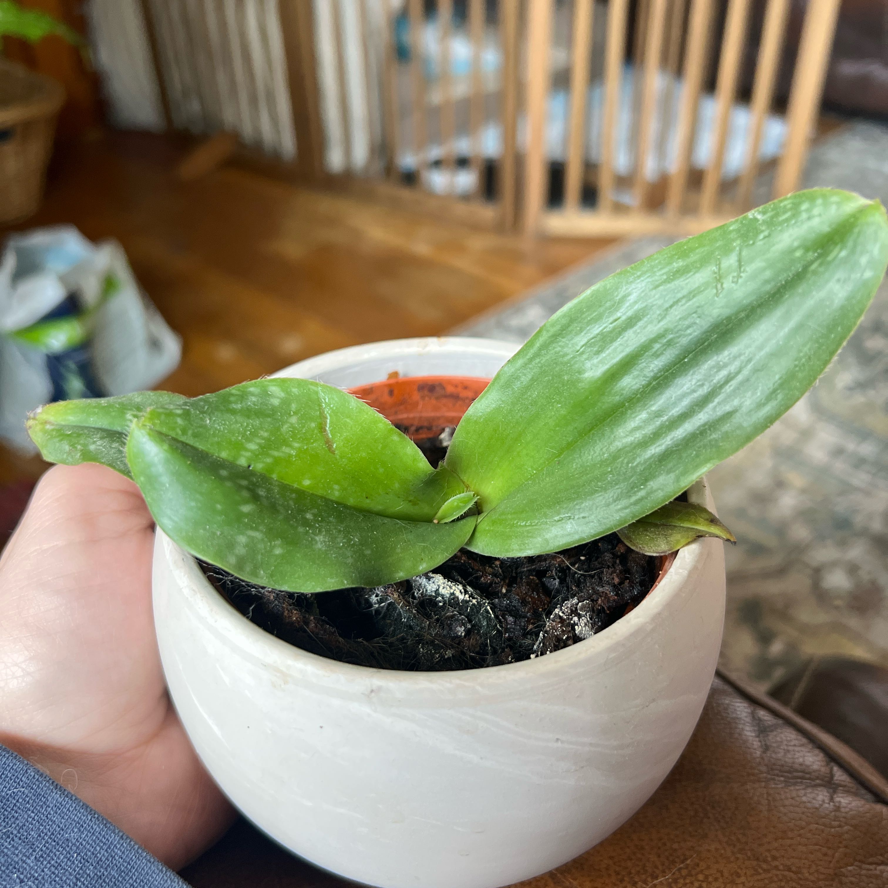 Photo of the plant species Paph. Spicero x Niveum by @MamaAuntCa named Diana on Greg, the plant care app