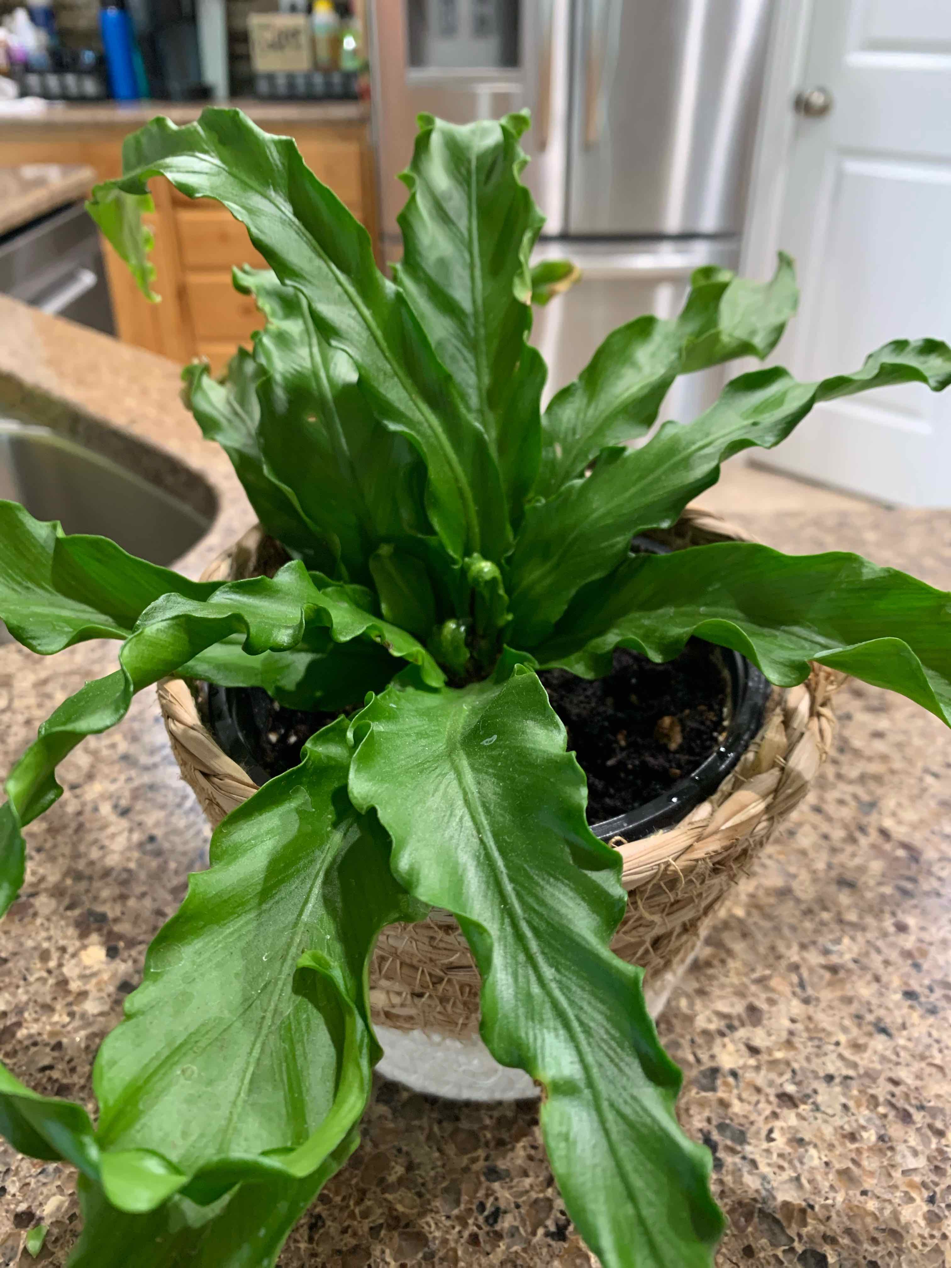 Japanese Bird's Nest Fern in a pot on a kitchen counter, healthy green leaves.