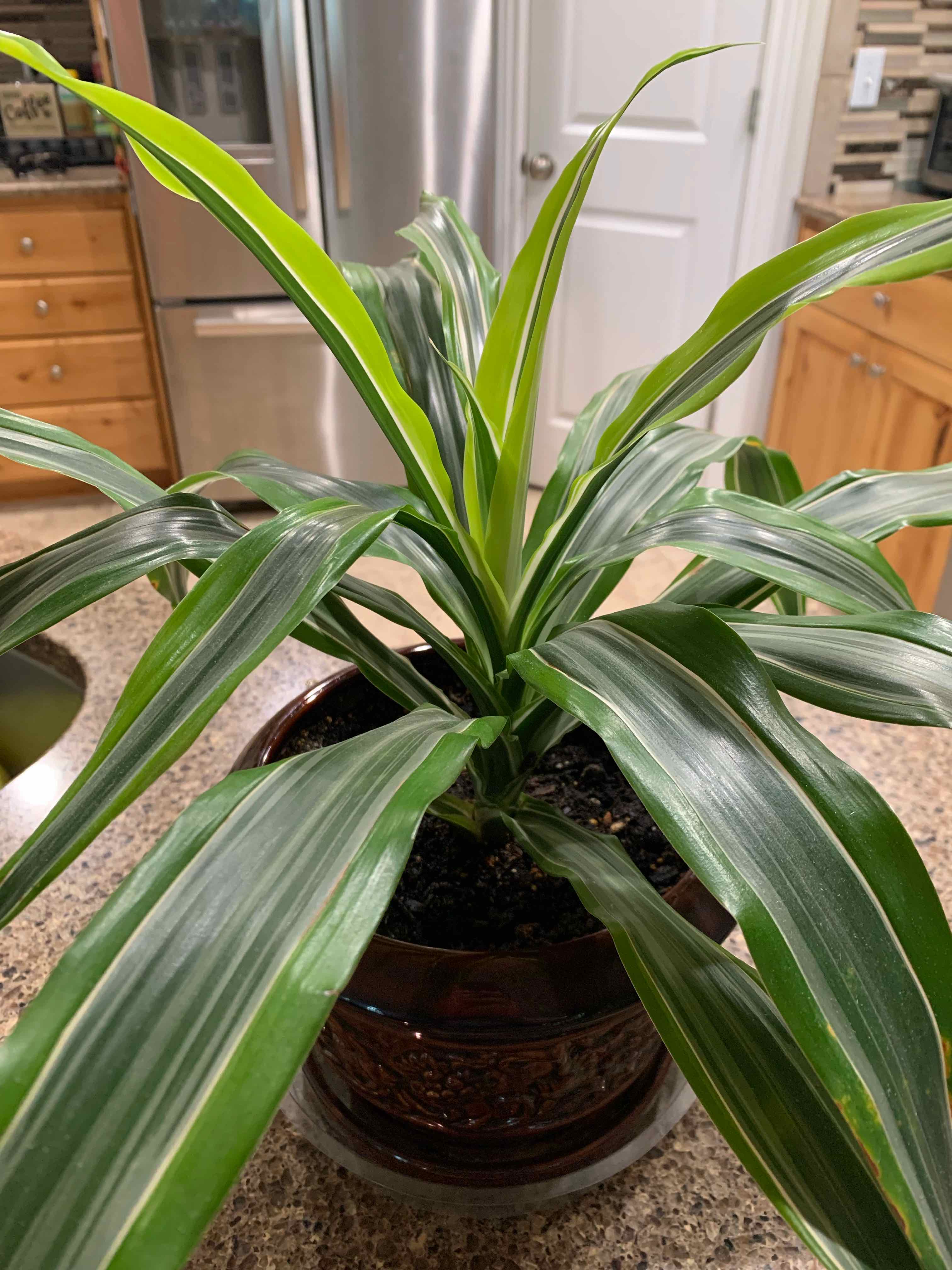 Dracaena 'Lemon Lime' plant in a pot on a kitchen counter, healthy with vibrant leaves.