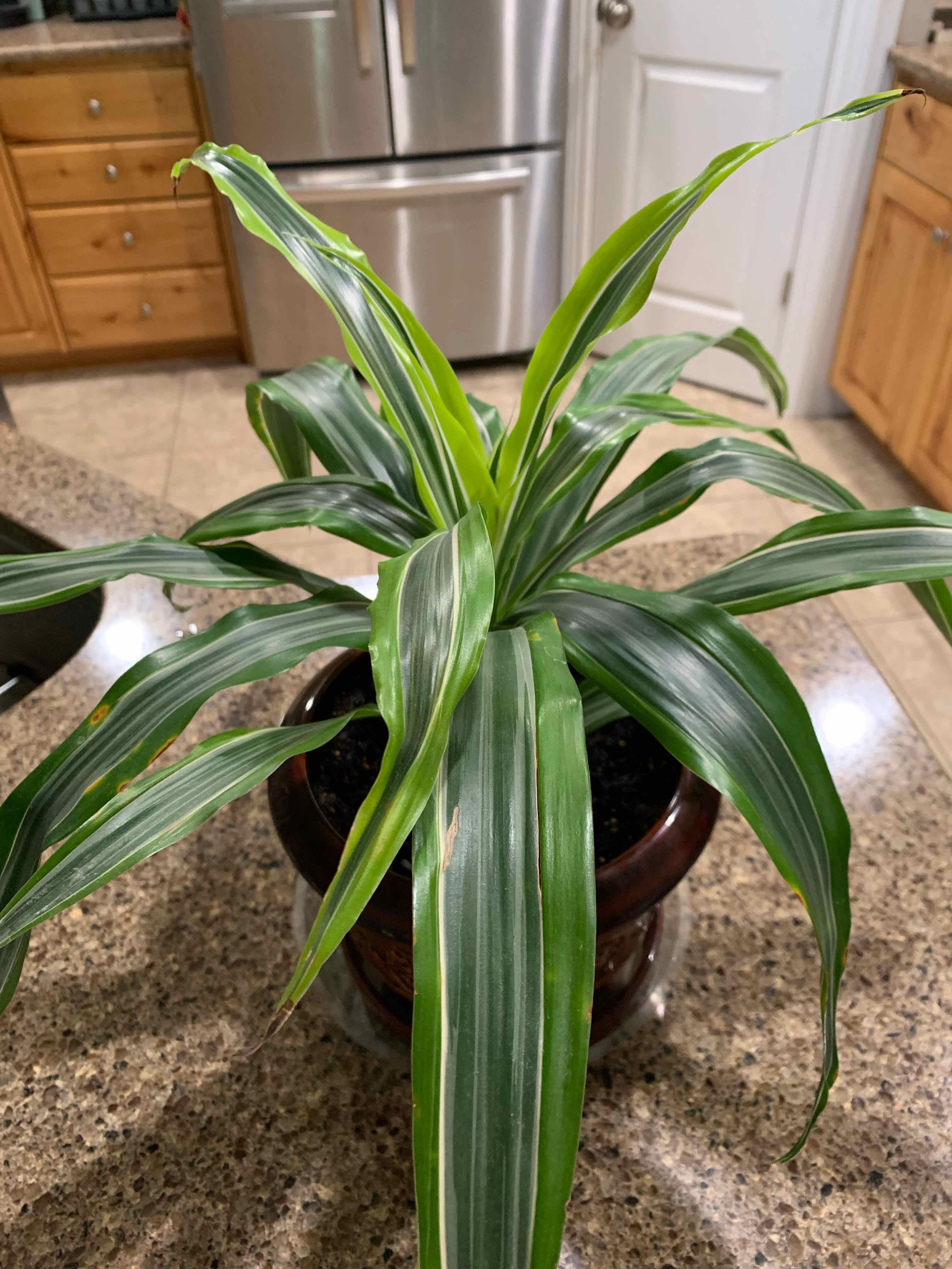 Dracaena 'Lemon Lime' plant in a pot on a kitchen countertop, healthy with vibrant green leaves.