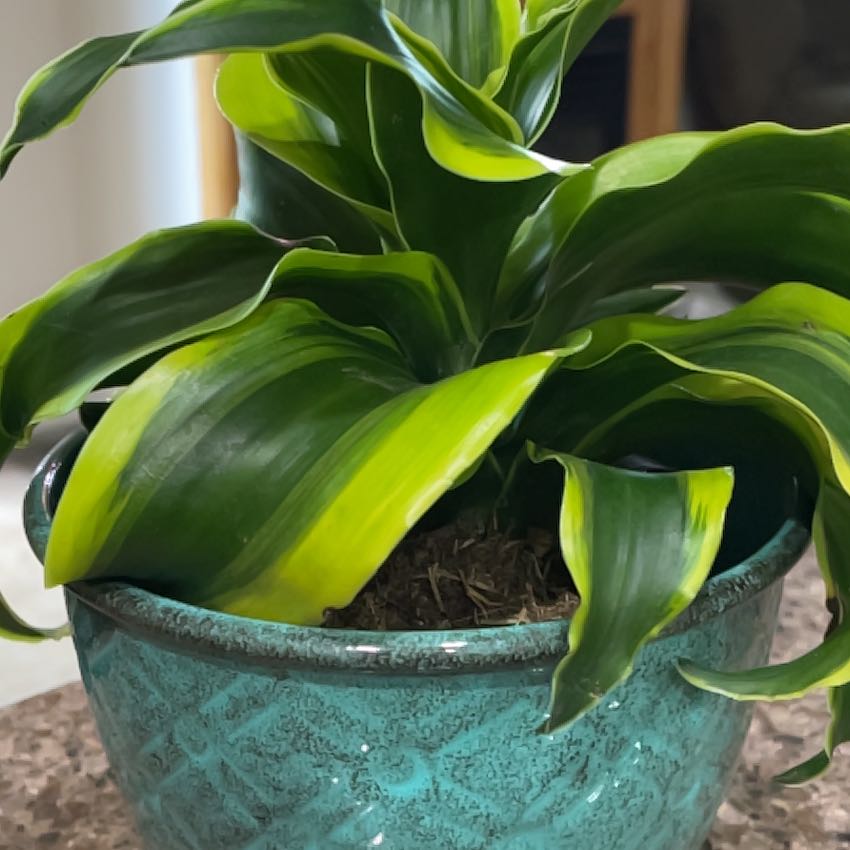 Dracaena 'Tornado' plant in a decorative pot with visible soil and vibrant green leaves.