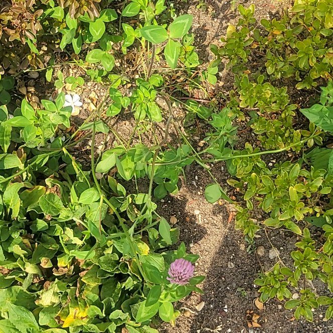 Photo of the plant species Red Clover by @EntirelyTagetes named Zeus on Greg, the plant care app