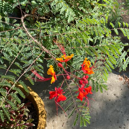Photo of the plant species Pride Of Barbados by Kathryn named Terra on Greg, the plant care app