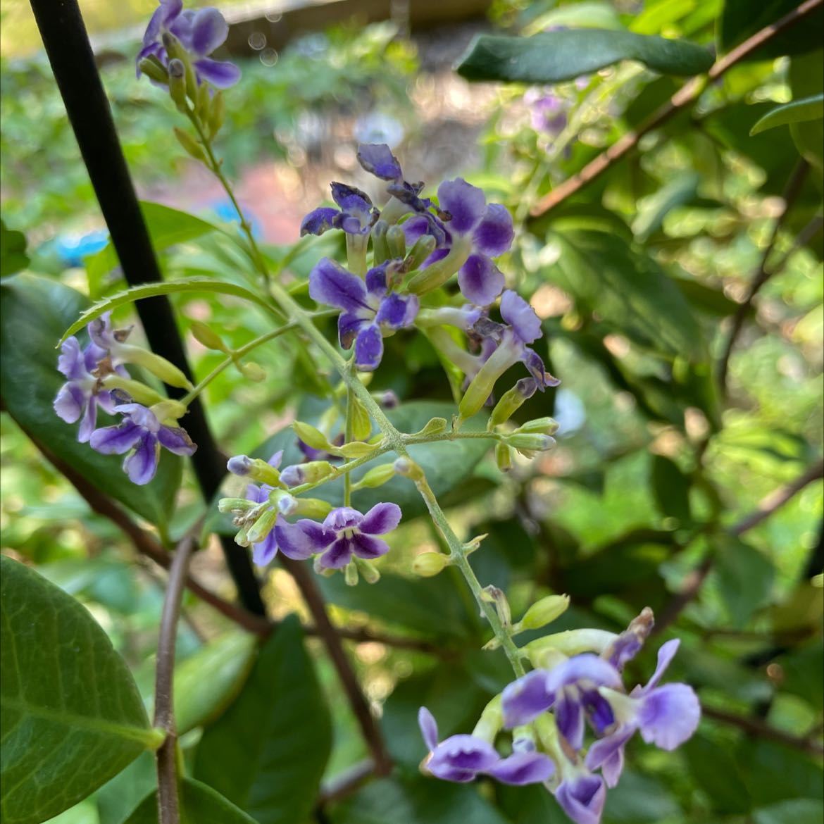 Golden Dewdrop plant with small purple flowers and green leaves.