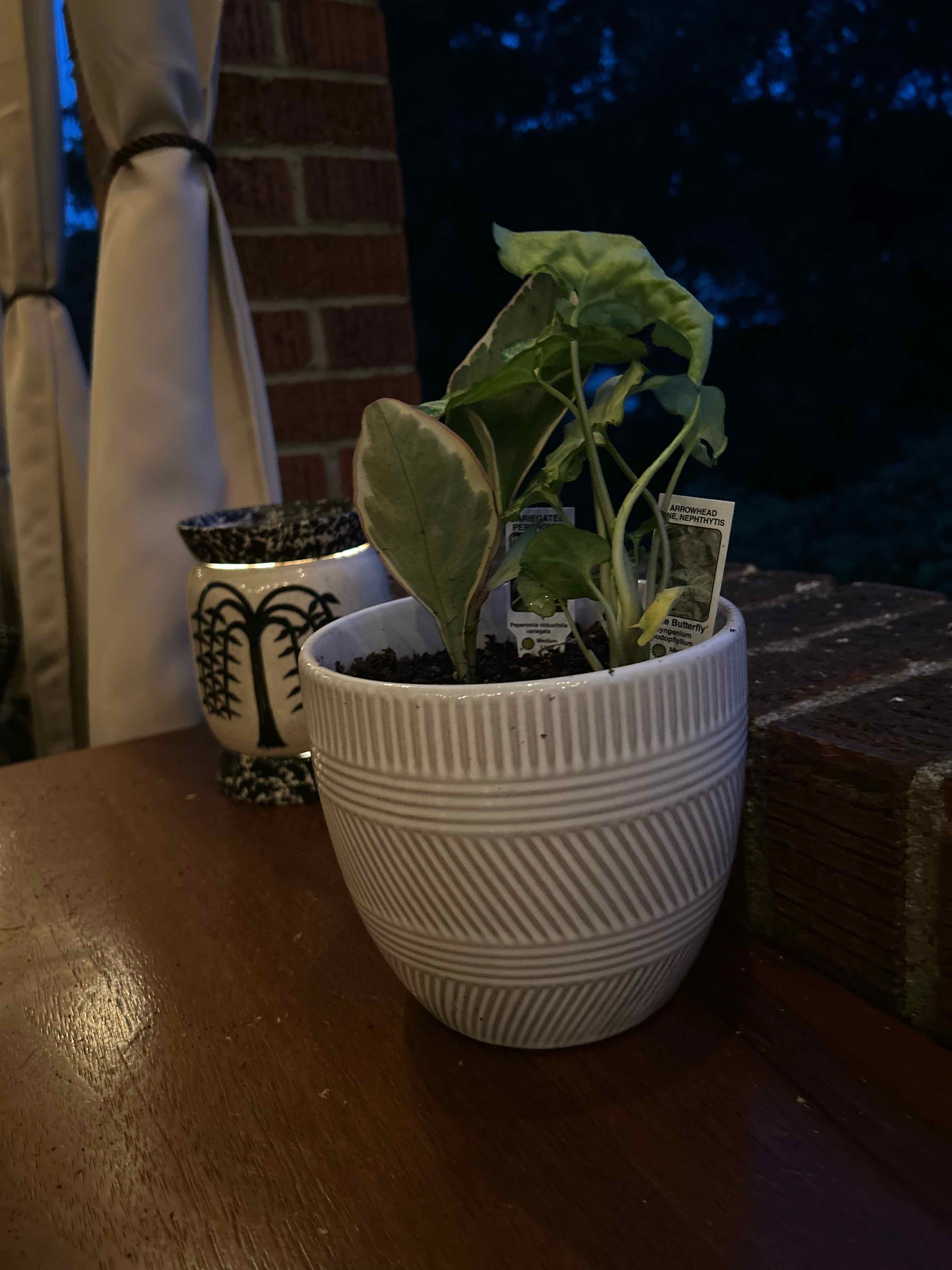 Variegated Peperomia Scandens in a white pot with some yellowing and browning leaves.