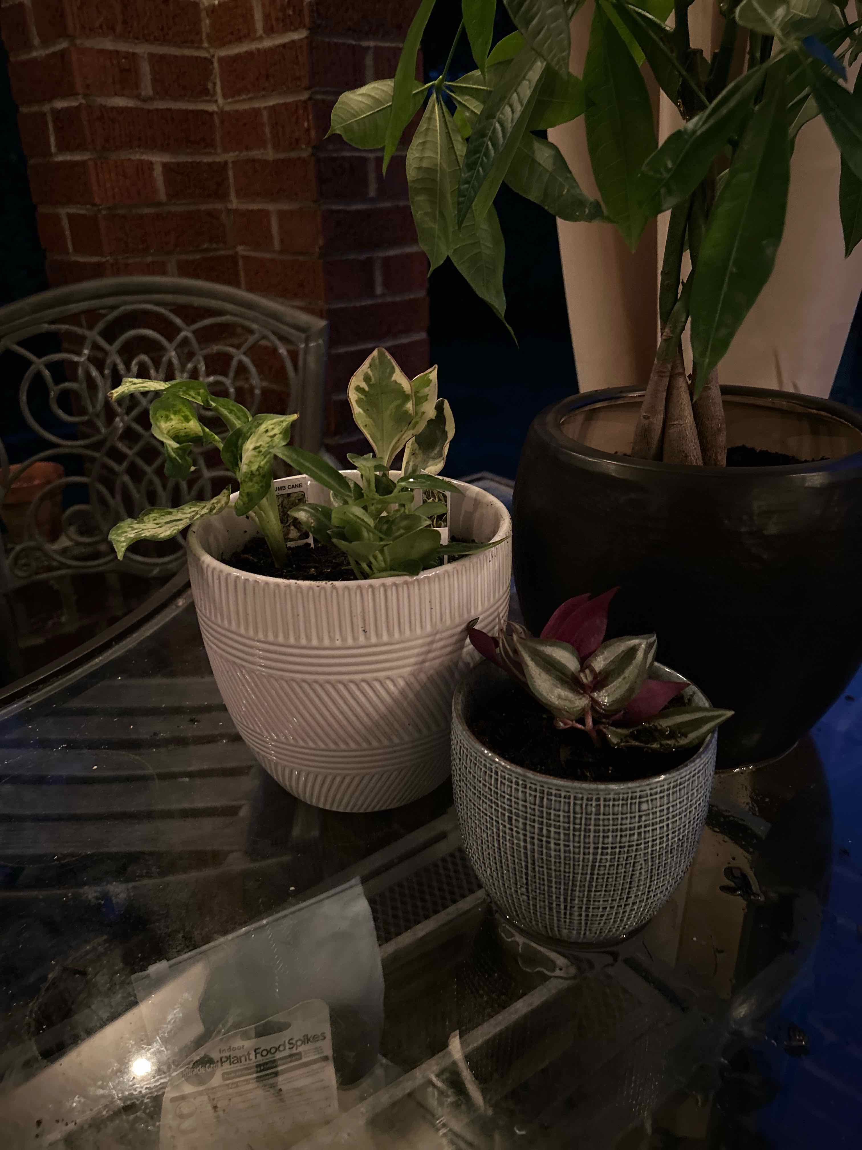Two potted plants on a glass table, including a Dumb Cane 'Tiki' with variegated leaves.