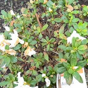Plant care for Aurea on Greg, the plant care app