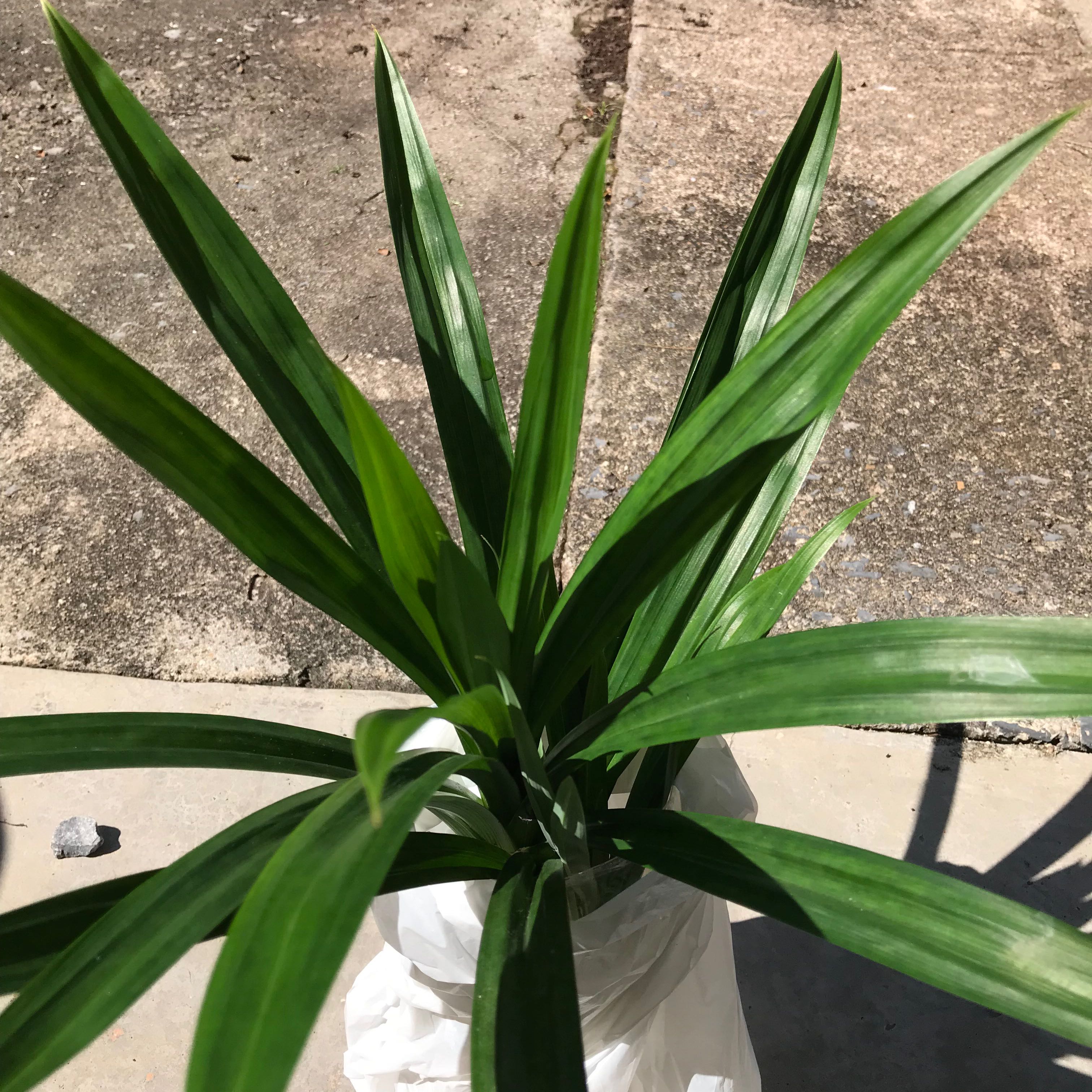 Healthy Pandan plant with long green leaves, well-framed and in focus.