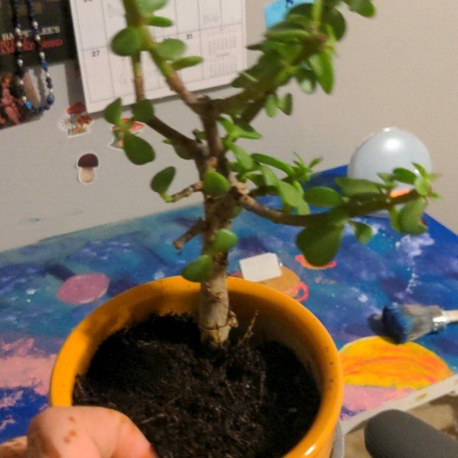 Photo of the plant species Bonsai Crassula by @CaredforBaibua named Serenity Jacob Elizabeth on Greg, the plant care app