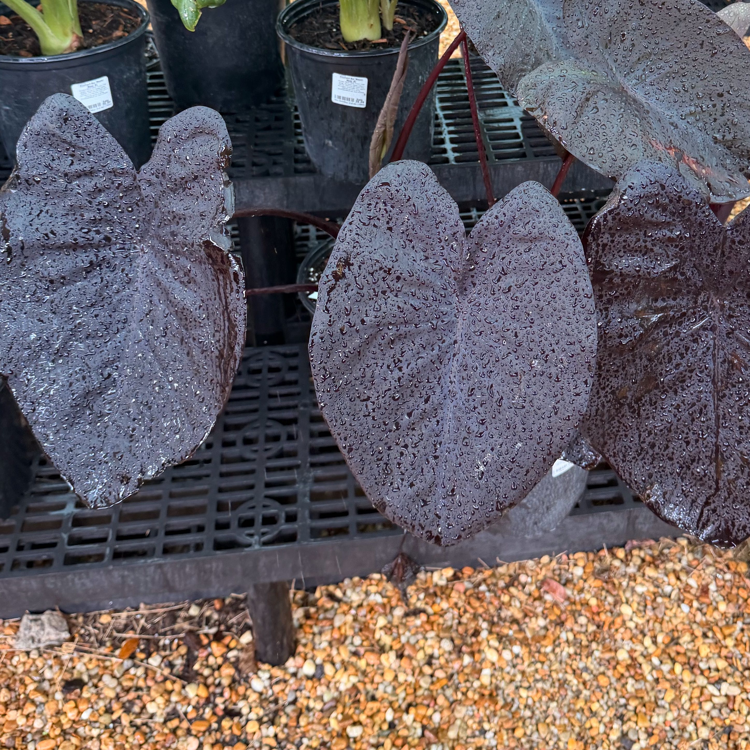 Photo of the plant species Colocasia Black Sapphire Gecko by @AOTheIKEAAloe named Collie on Greg, the plant care app