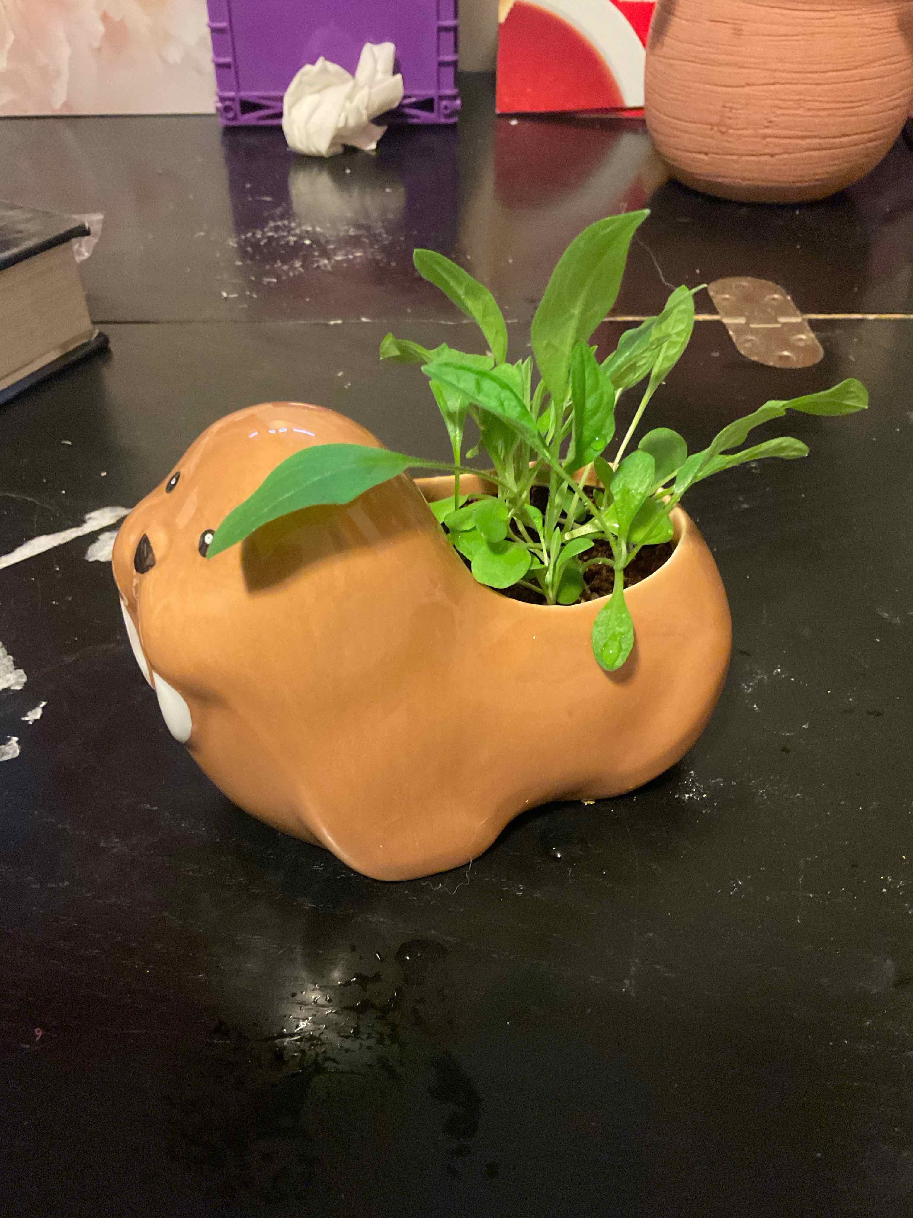 Chinese Forget-Me-Not plant in a novelty animal-shaped pot with green leaves.
