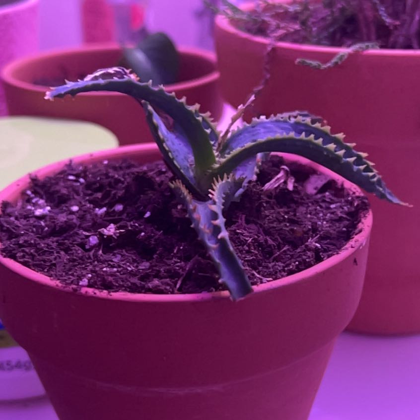 A healthy Aloe 'Swordfish' plant in a terracotta pot with visible soil.