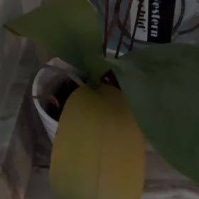 Photo of the plant species Western Orchid by @SharpCaraway named Anne on Greg, the plant care app