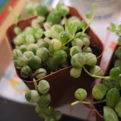 String of Pearls plant