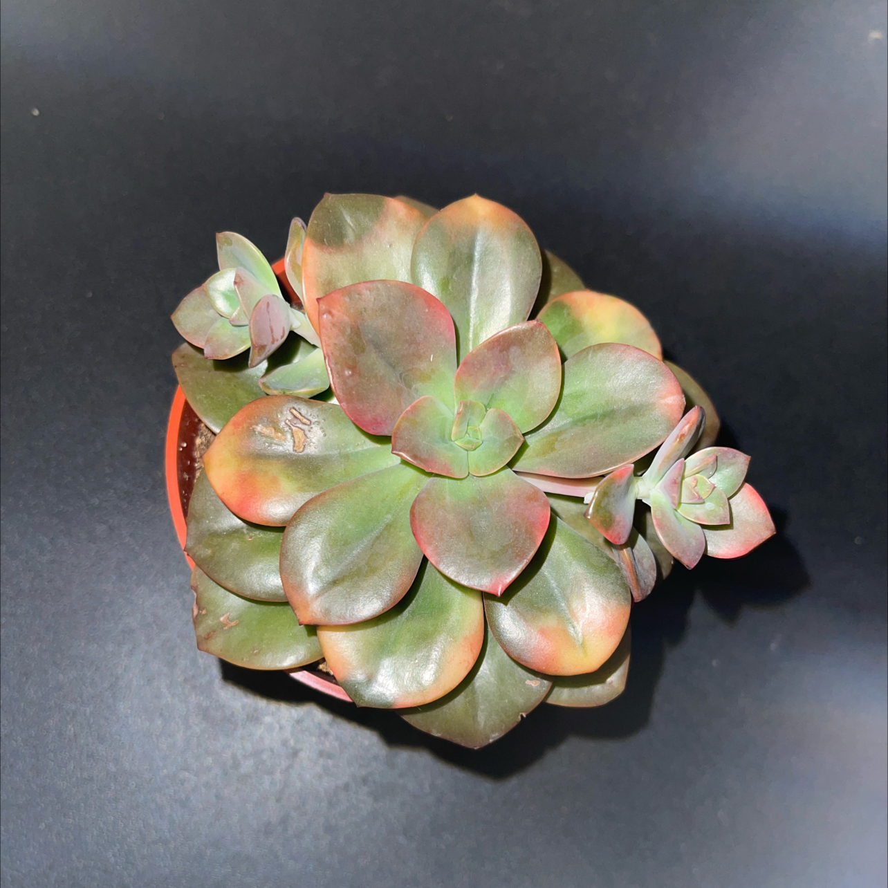 Echeveria 'Chroma' succulent with healthy, fleshy leaves and slight edge discoloration.