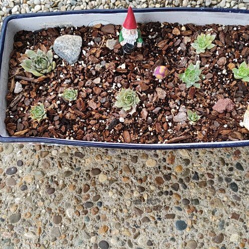 Photo of the plant species Classic Hens and Chicks by @allplants named Marley on Greg, the plant care app