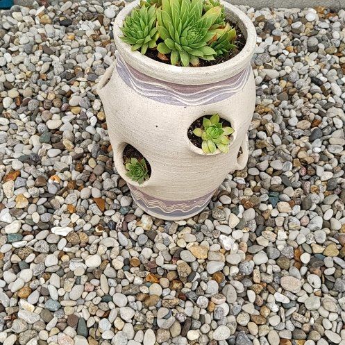 Photo of the plant species Classic Hens and Chicks by @allplants named Hamilton on Greg, the plant care app