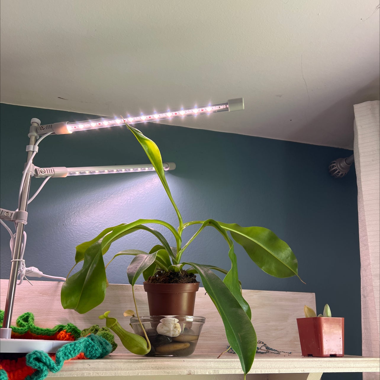 Why Are There Black Spots on My Nepenthes x ventrata Leaves?