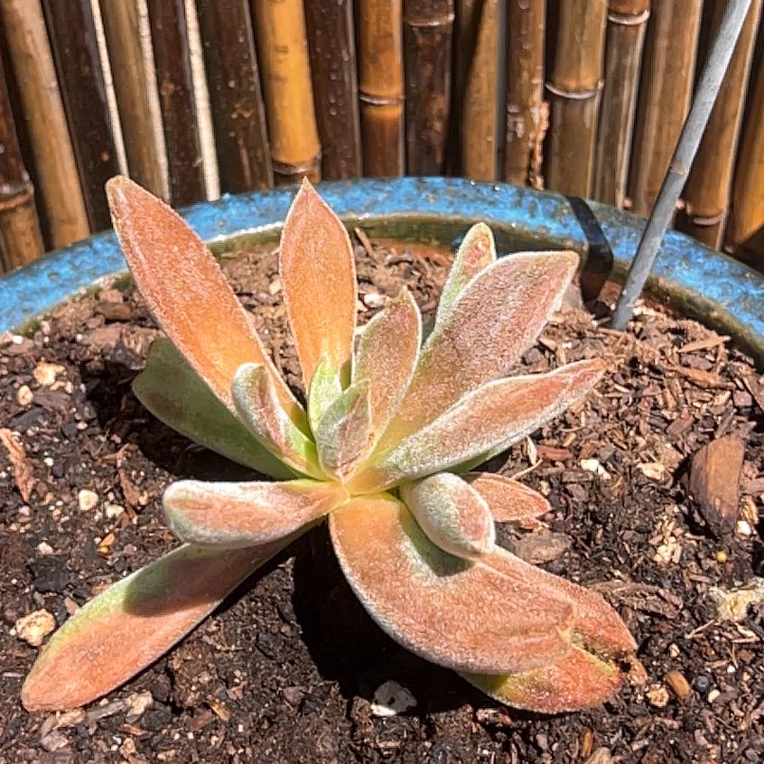 Photo of the plant species Echeveria 'Icicle' by @GrownEncina named Madonna on Greg, the plant care app