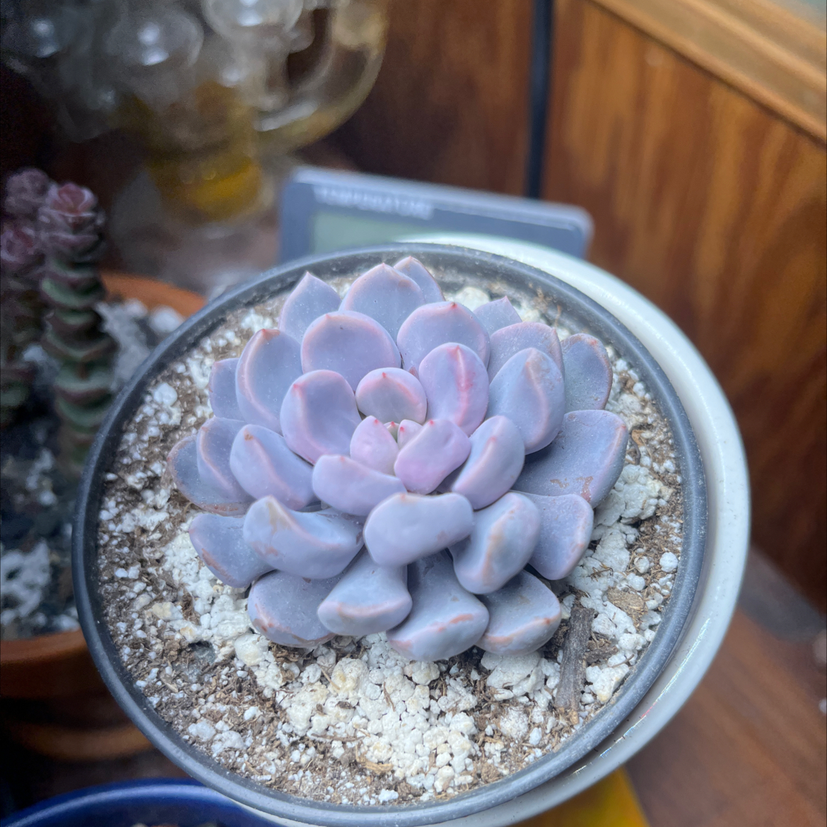 Photo of the plant species Graptoveria 'Topsy Debbi' by @pmperk19 named Debbie on Greg, the plant care app